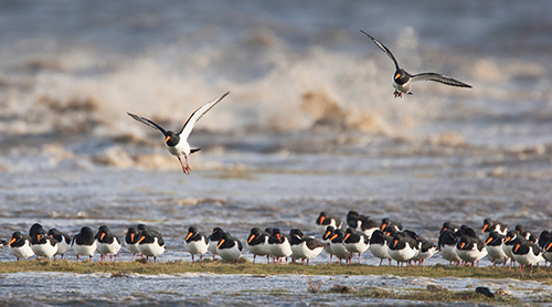 8-miljoen-euro-voor-duurzame-Waddenprojecten