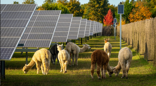 Large solar panel park with animals. Photovoltaic energy and livestock